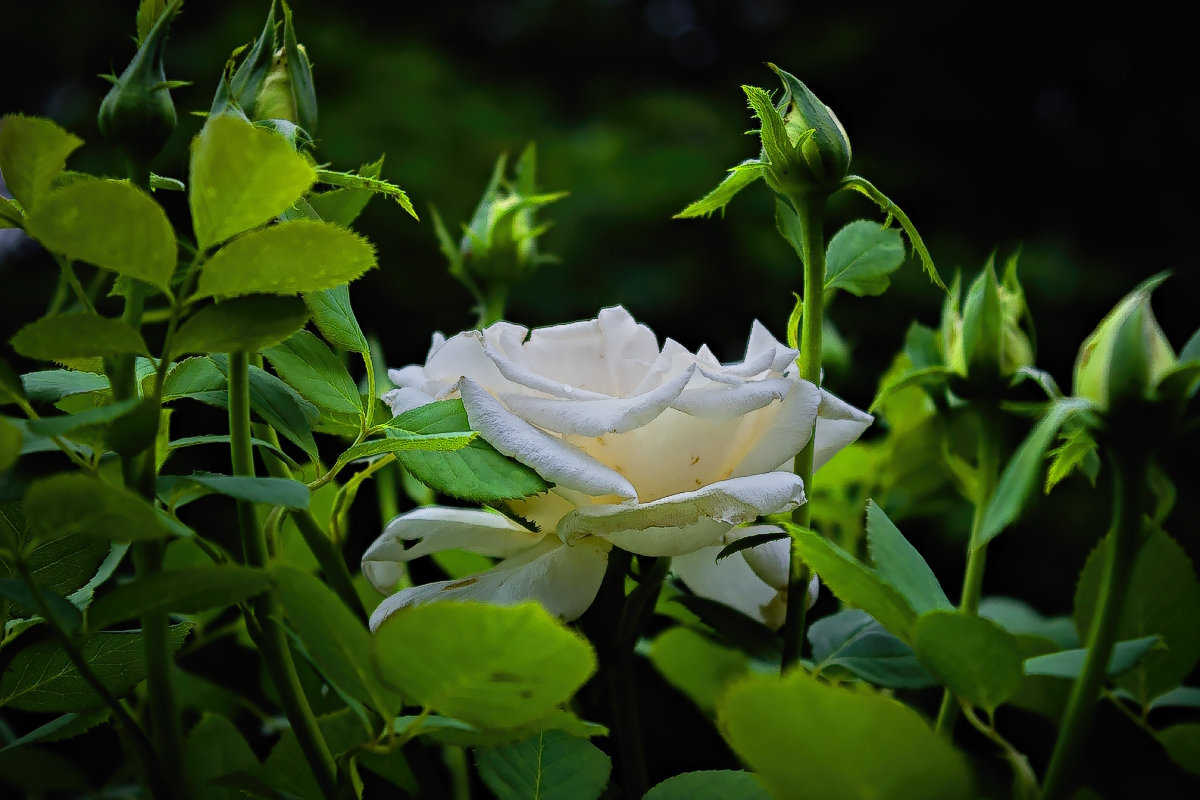 Белые розы, белые розы...(Да будет свет,чб.) - Павел Тодоров