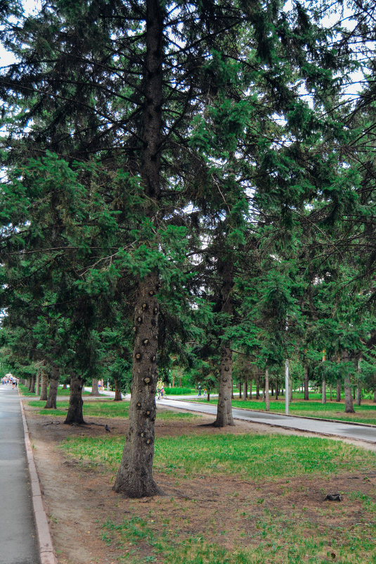 Деревья в парке - Света Кондрашова