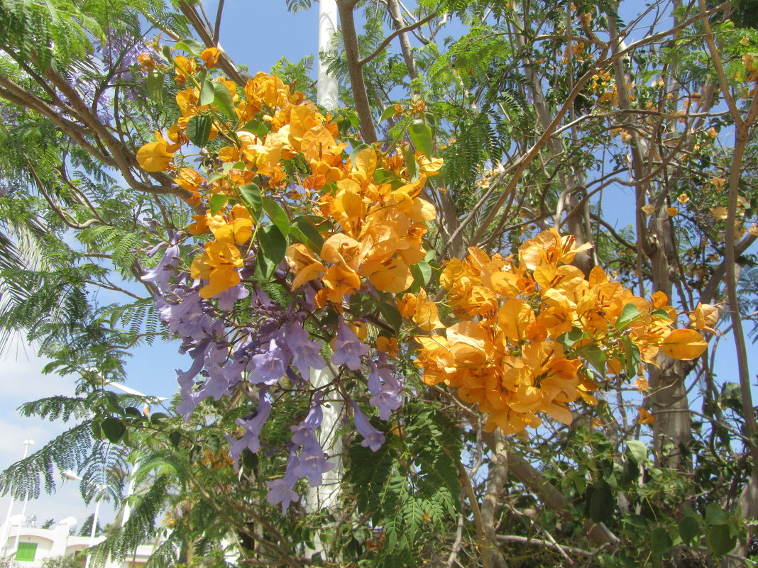 цветы Кипра - Елена Шаламова