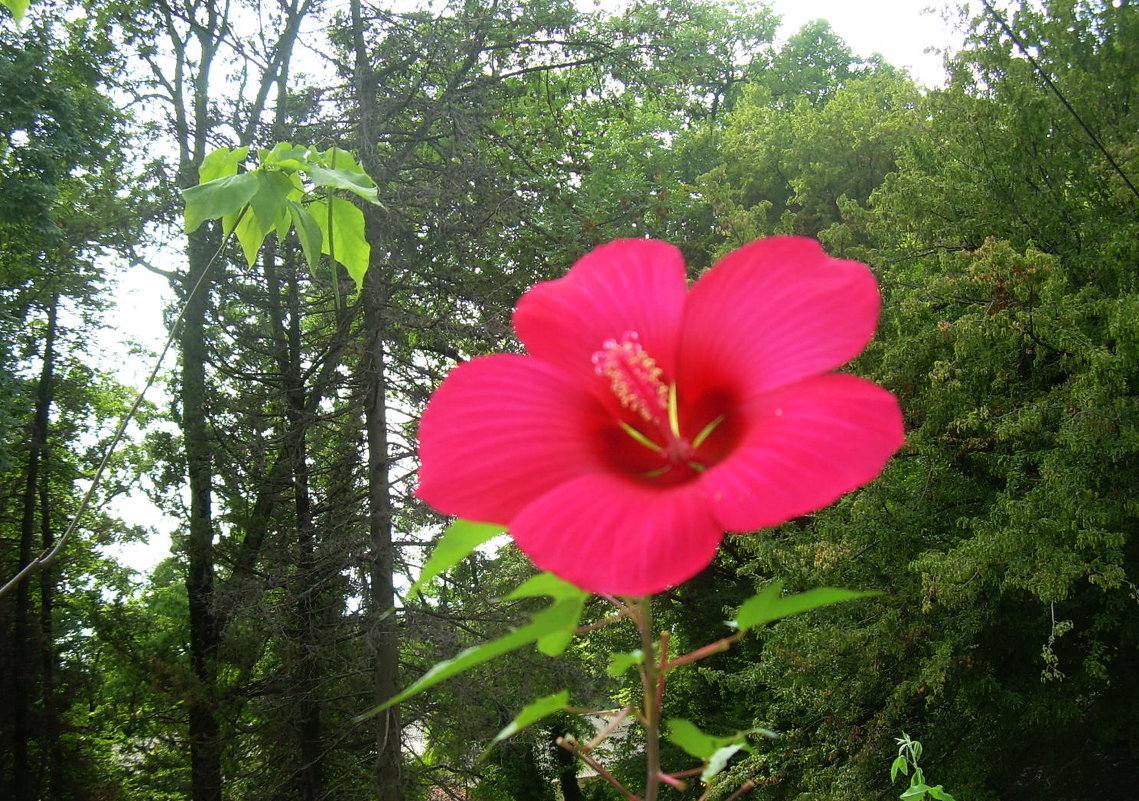 Пейзаж с цветком - татьяна 