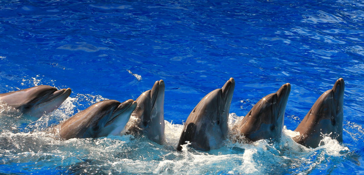 Синхронное плавание или необычный хоровод в Сочинском дельфинарии - Vladimir 070549 