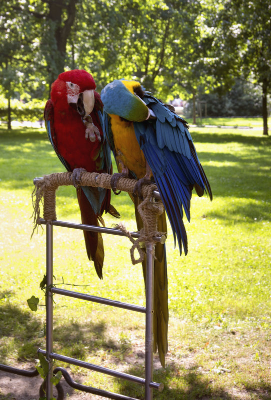 Два попугая - Aнна Зарубина
