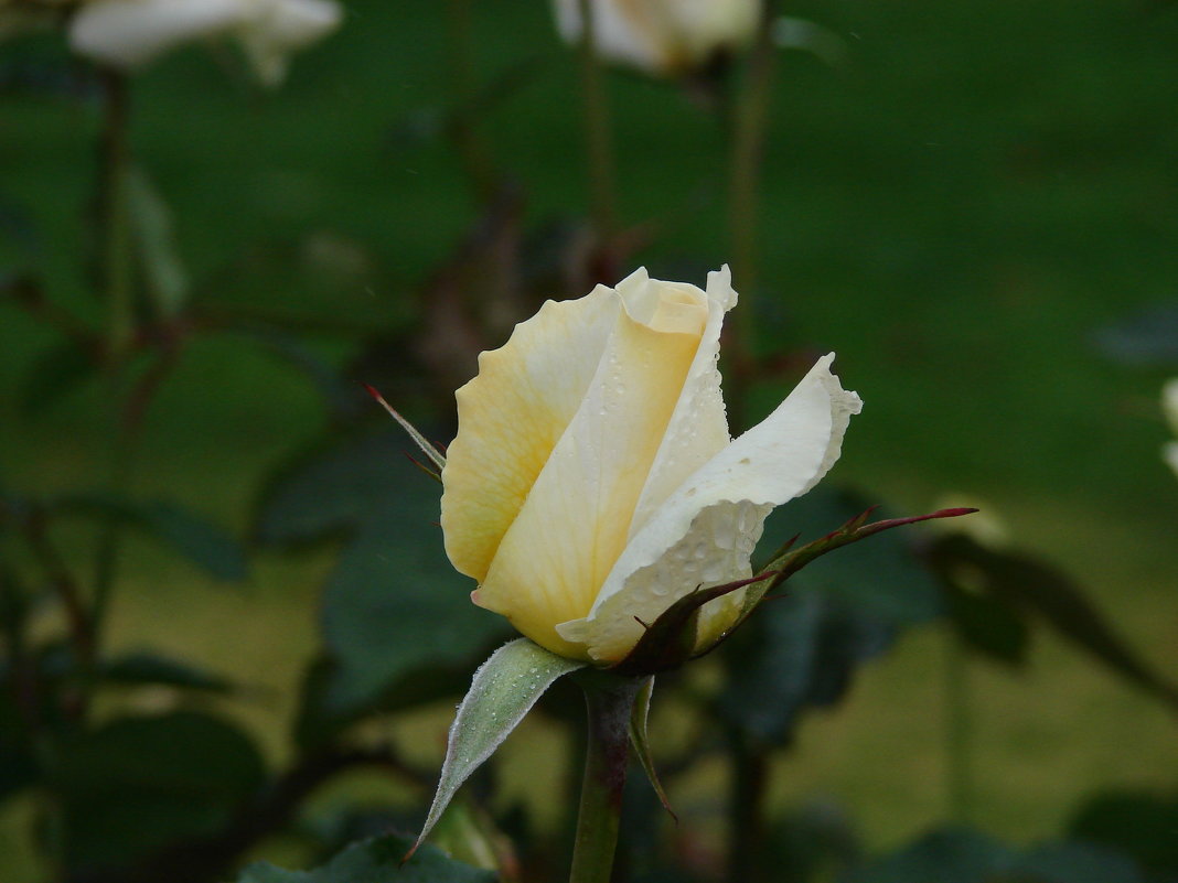 Белая роза - Luba Thomas