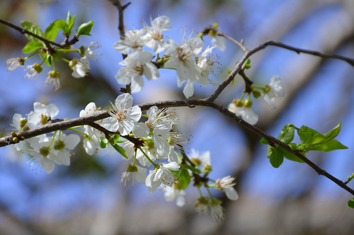 Цветение вишни - одно из самых изумительных зрелищ, которые дарит нам весна. - Оля Богданович