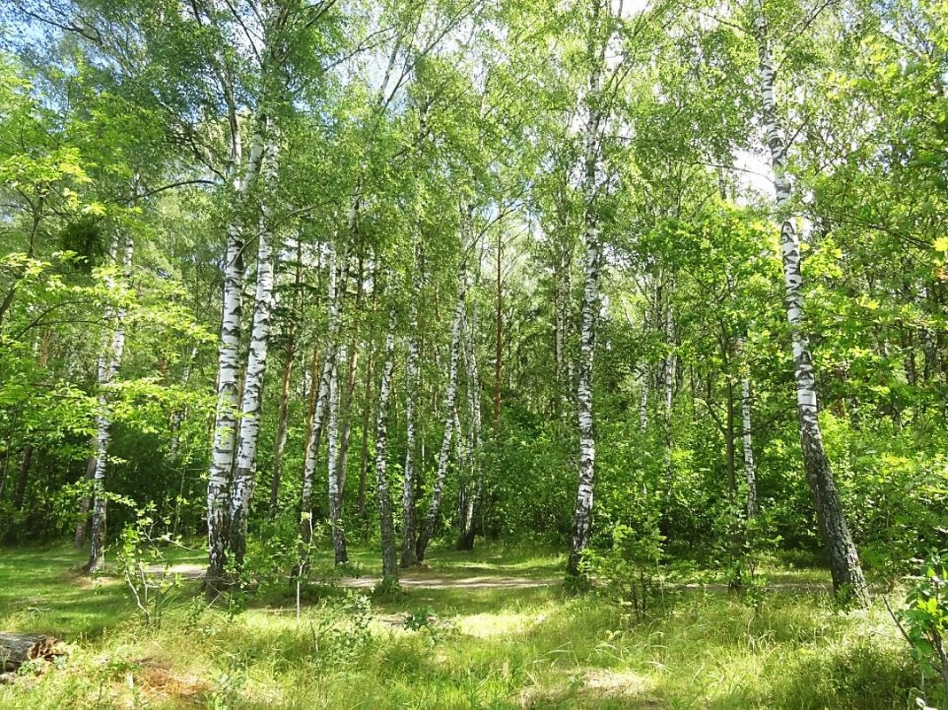 Берёзки, русские берёзки... - Маргарита Батырева