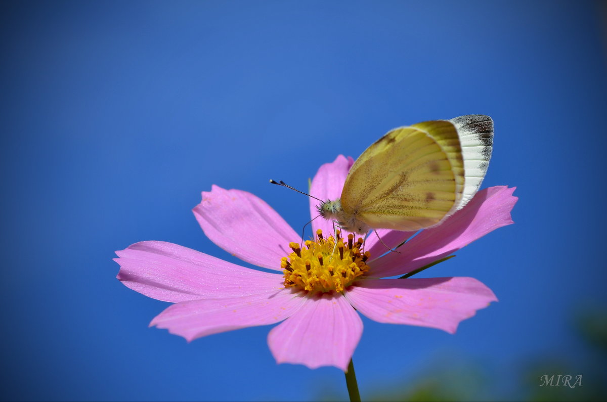 Бабочка и цветок... - *MIRA* **