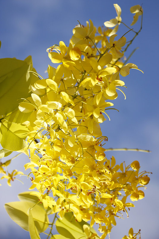 цветочек радостно встречает солнышко - Ефим Журбин