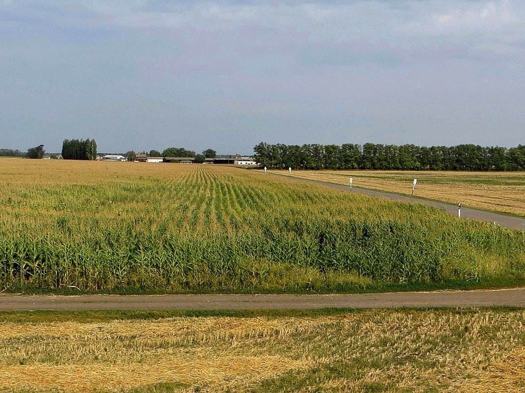 Кукурузное поле. Снято из окна поезда в пути. Краснодарский край - Татьяна Смоляниченко