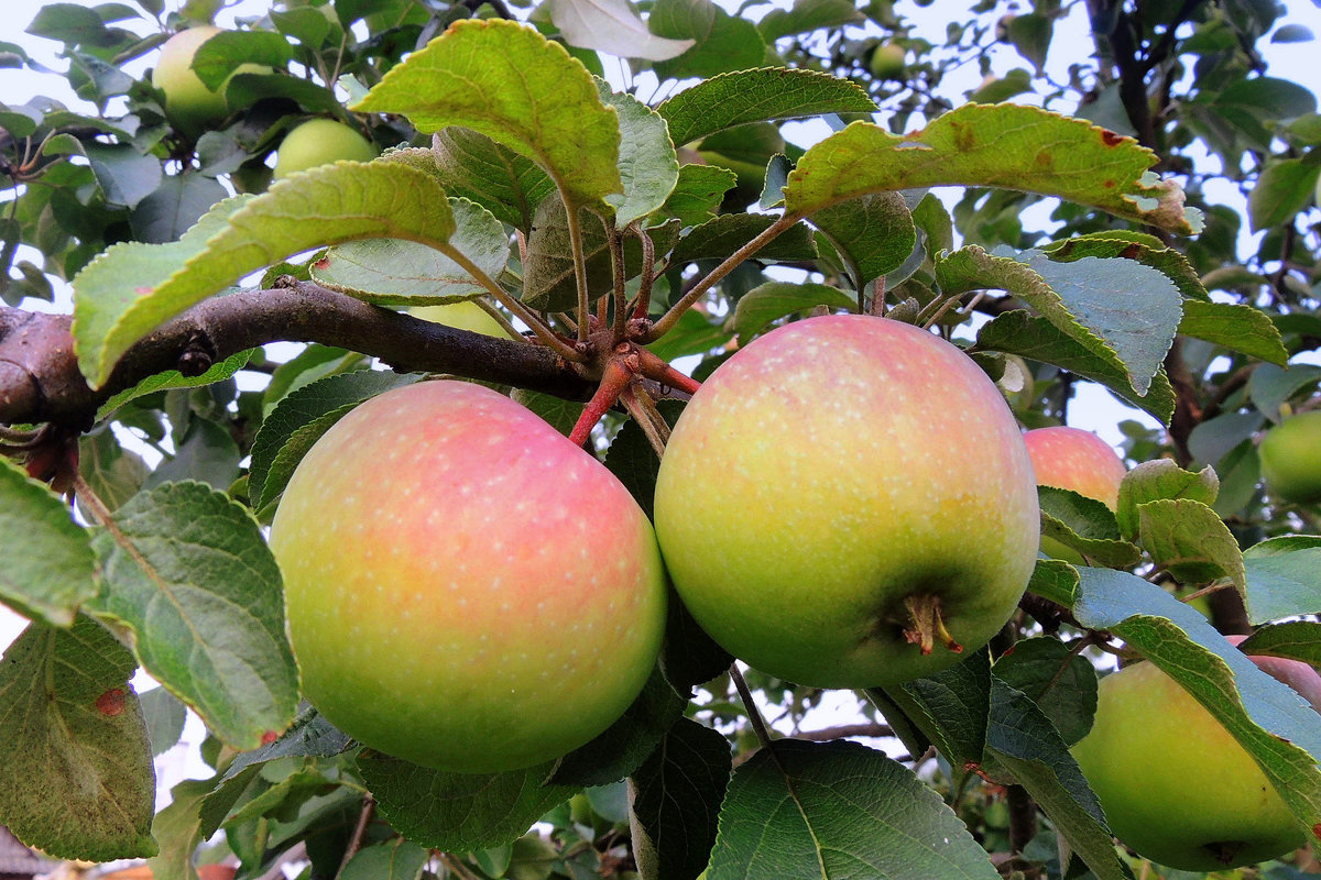 Яблочки нынешнего урожая - Павлова Татьяна Павлова