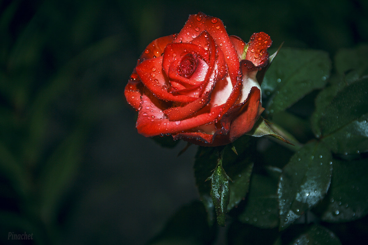 Ночная роза - Дмитрий Вдовин