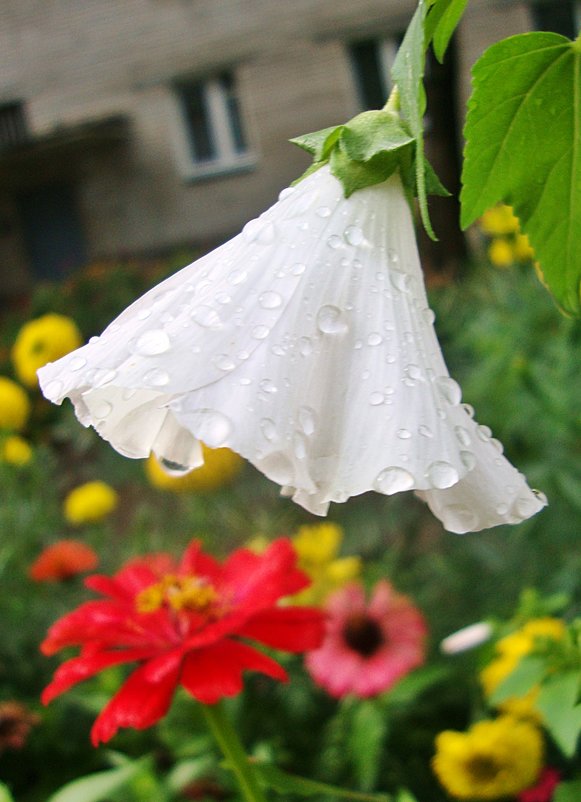 Разговор цветов под дождем.Зонтик Лаватары - Лидия (naum.lidiya)