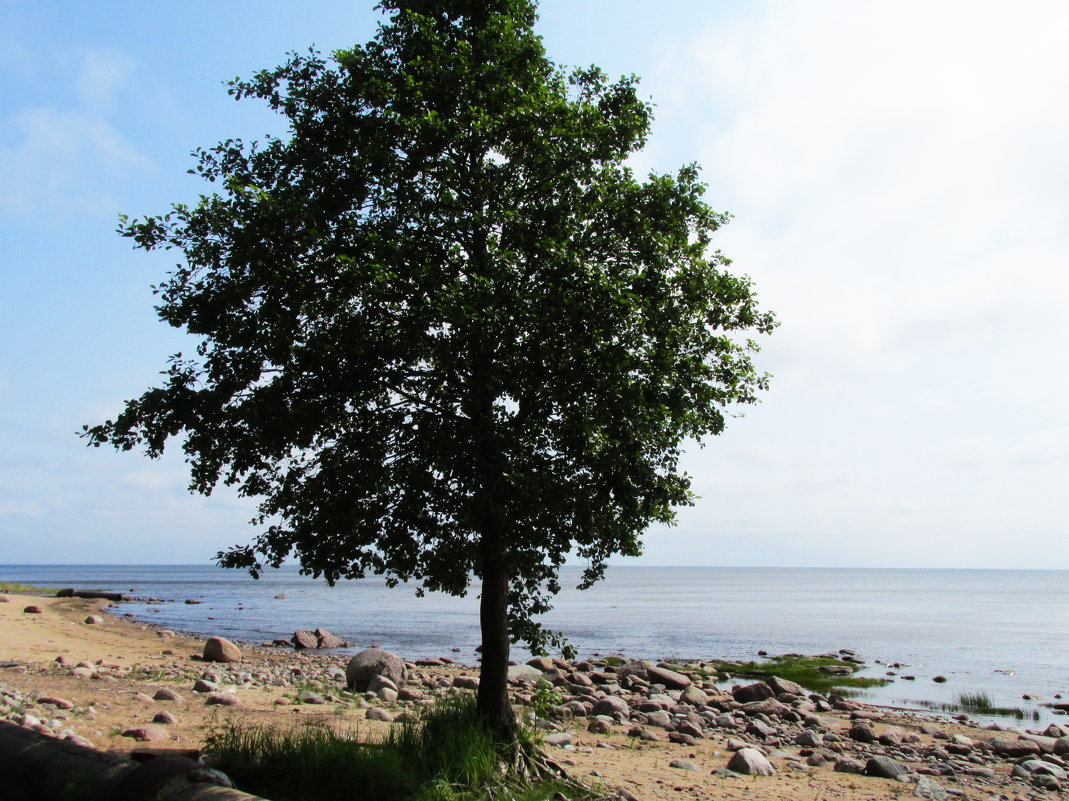 берег балтийского моря - georg 