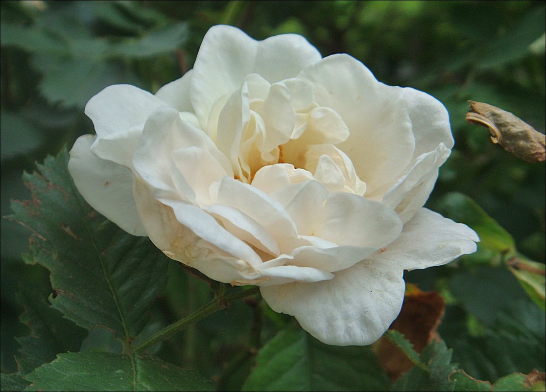 Нежность белой розы - Нина Корешкова