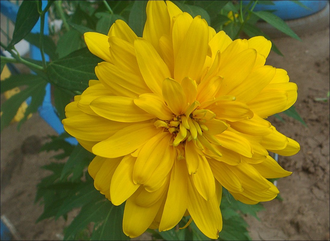 Солнечный цветок - Нина Корешкова