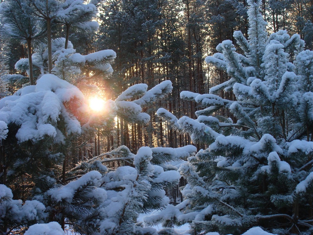 Зимний лес - Вадим Залыгаев