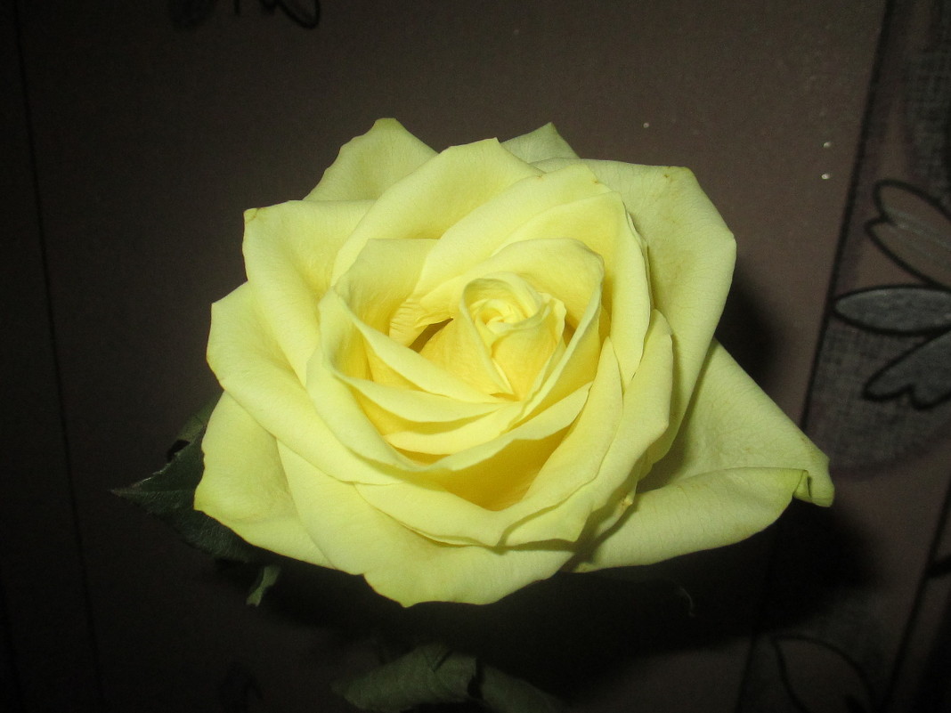Желтая роза - Анна Бойнегри