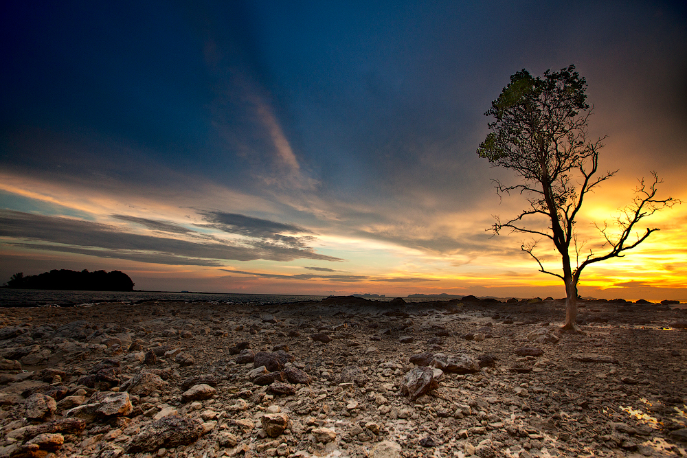 Alone tree - Yury Barsukoff