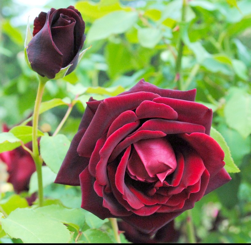 Черная роза - эмблема печали, красная роза - эмблема любви. - Вадим Залыгаев