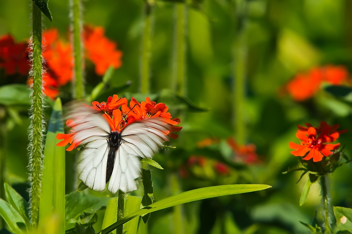 Бабочка на цветке - Александр Лядов