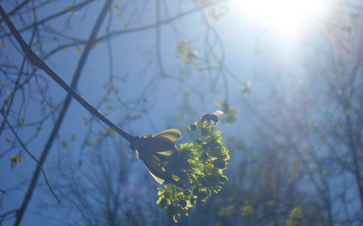 Весна в солнечном тумане - Даша Полевая