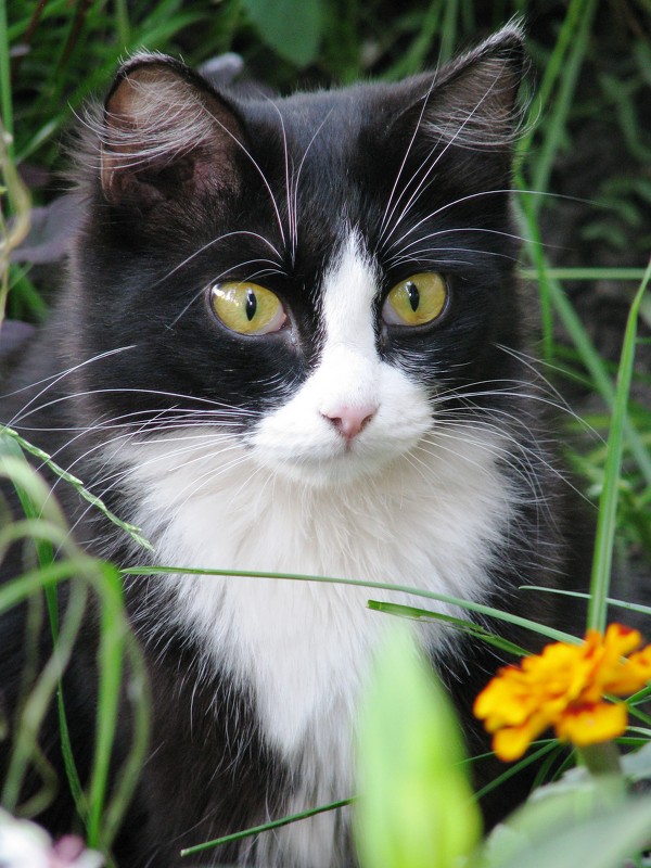 Кошка в траве - Светлана Ковалева
