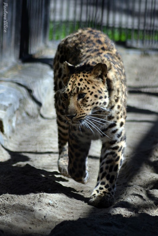 Леопард в Нововосибиском зоопарке. - Алиса Павлова
