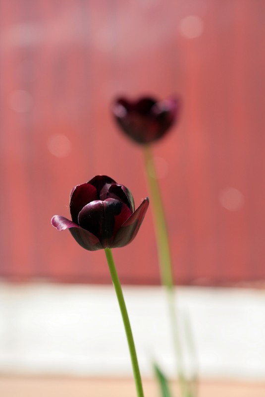 Союз двух тюльпанов - Дамир Ялышев