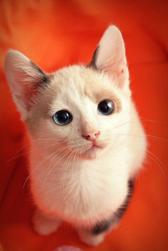 котенок с голубыми глазками - Просто Настя ...