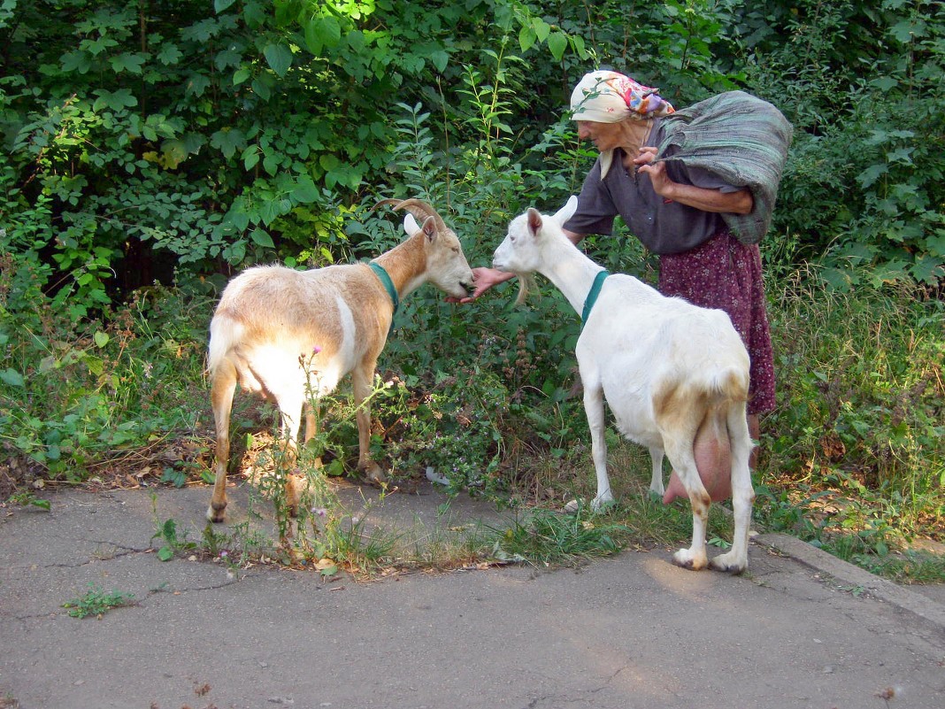 Старушка с козами - Александр Бурилов