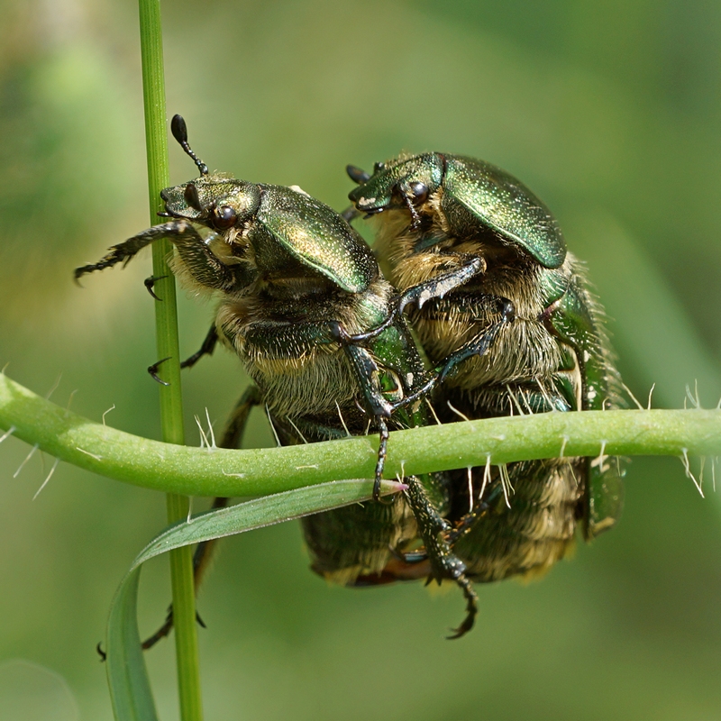 Love Story. - Вадим Коржов