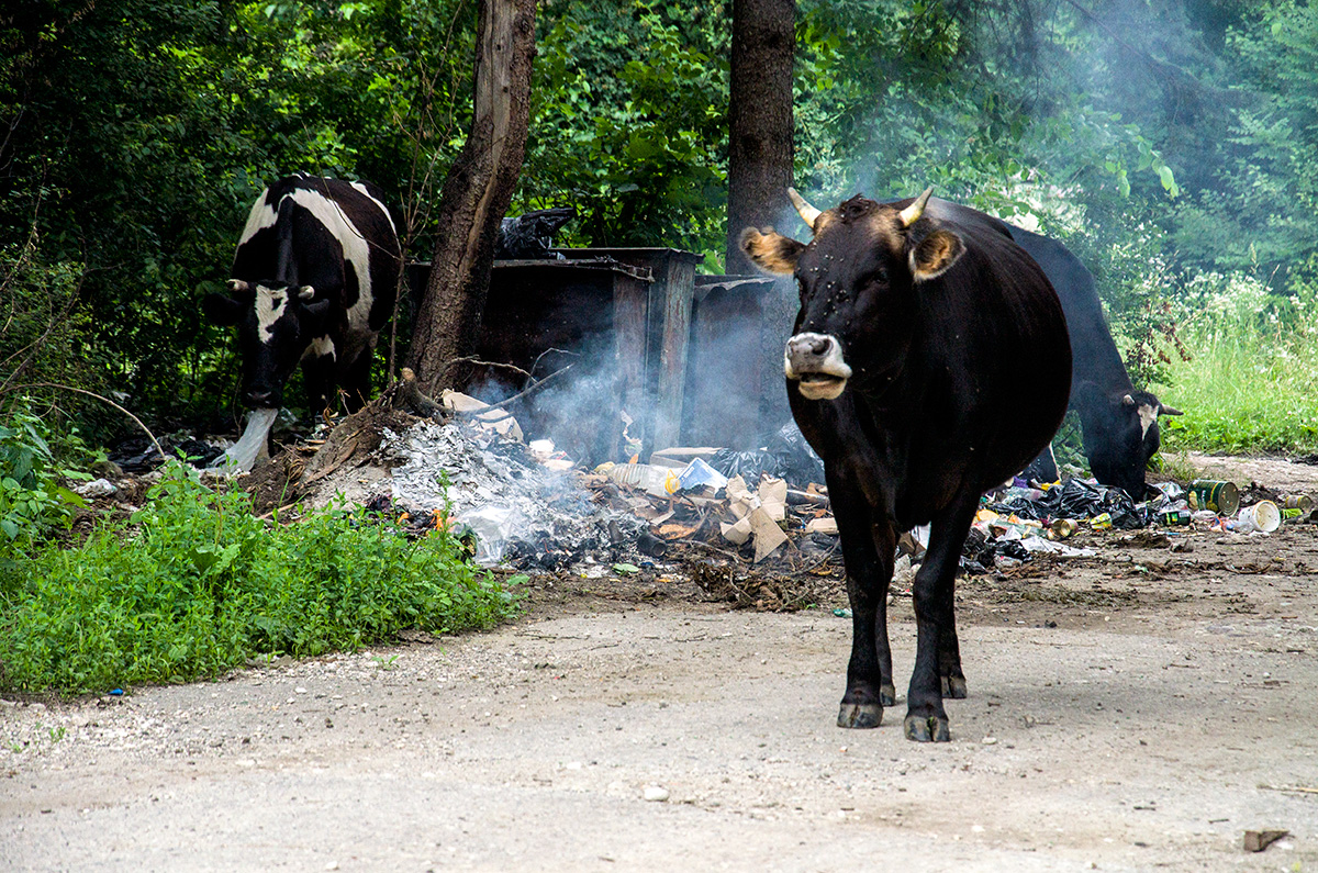 Коровы и мусор - Oleg Khot