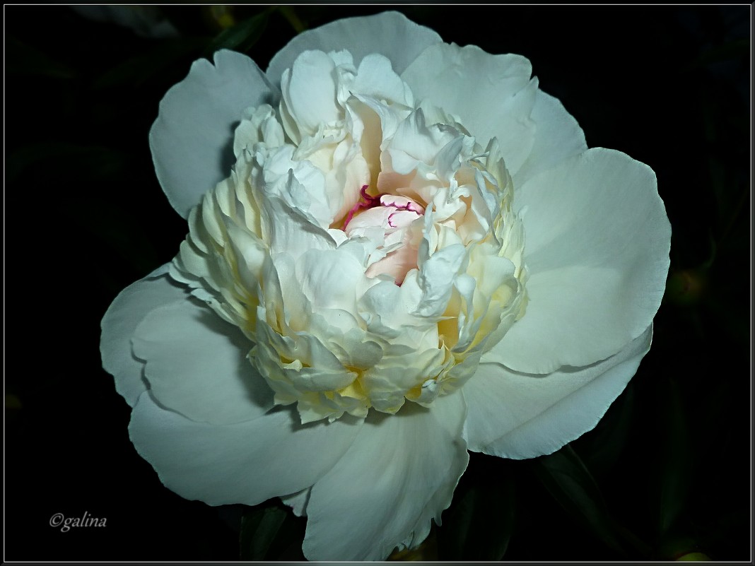 Белый цветок пиона - galina tihonova