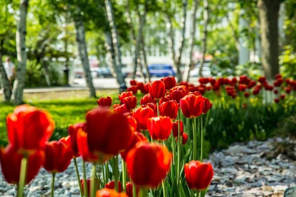 Тюльпаны - Tanya Petrosyan