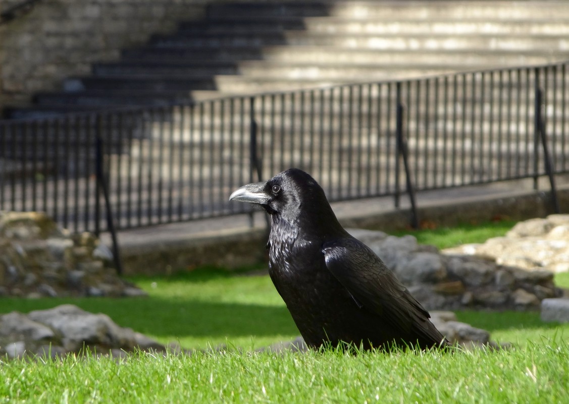 Вороны в лондонском Тауэре чувствуют себя важными птицам.. - Ольга 