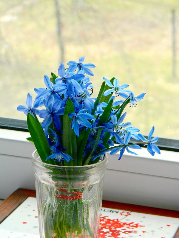 Голубые цветы, голубые мечты... - Александр Бурилов