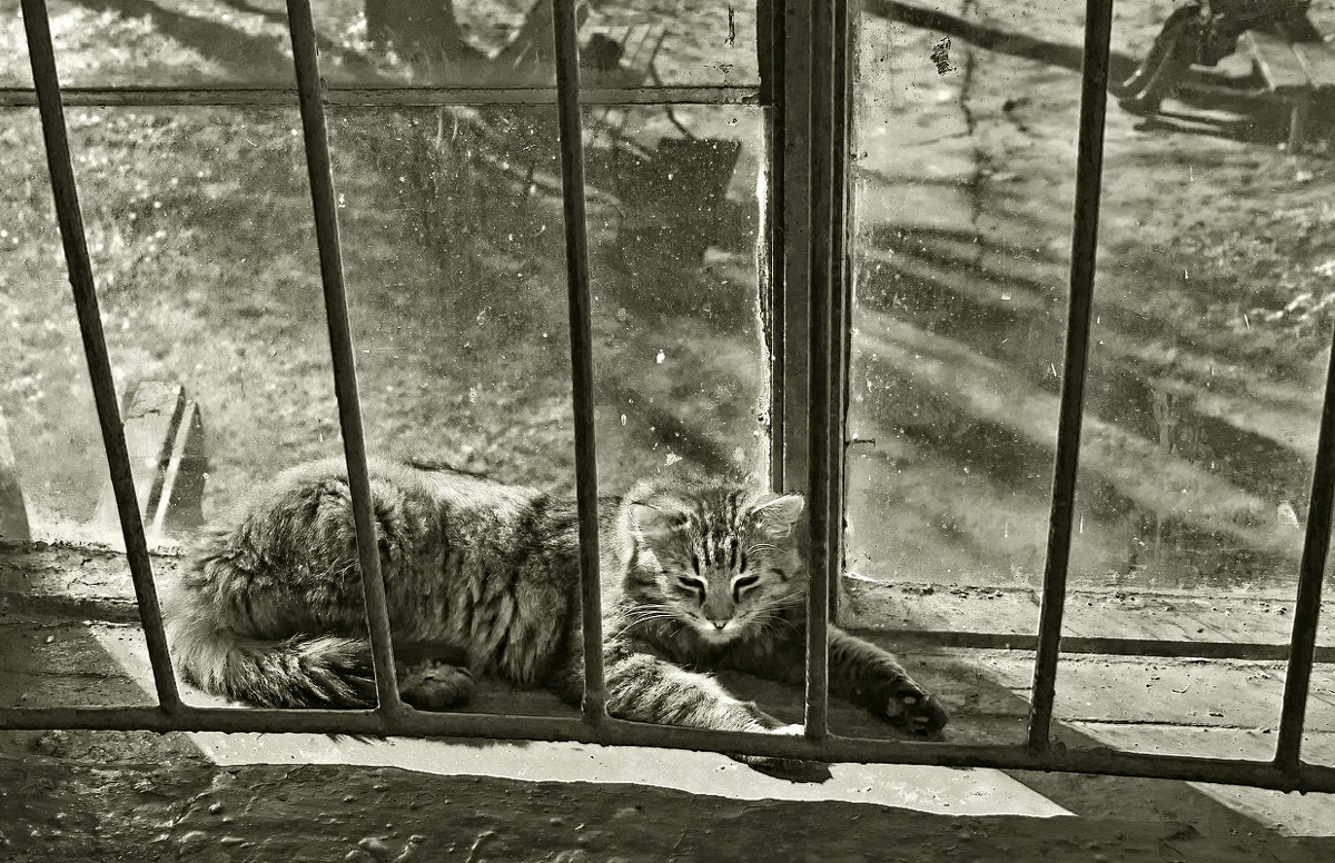 весна котов и пенсионеров - Андрей Бурда