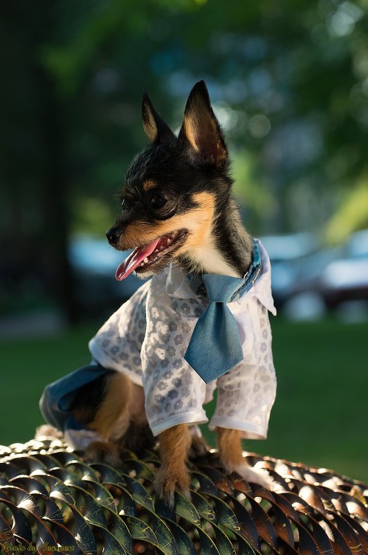 Fashion dogs - Ivan teamen