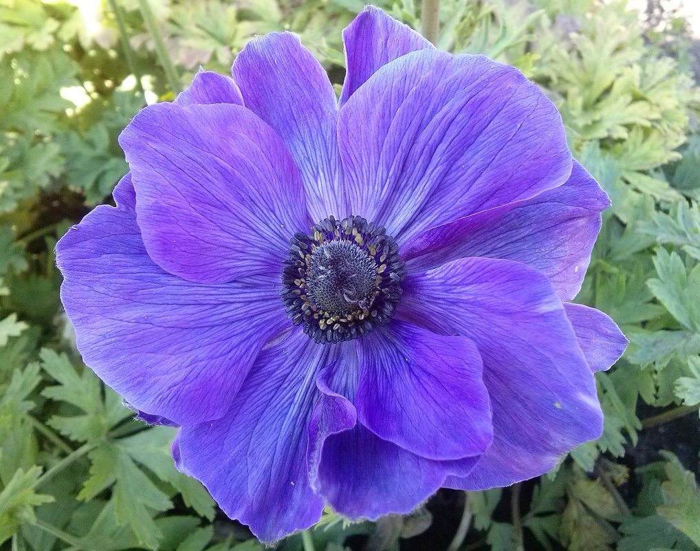 Синенький цветочек - Kira Martin 