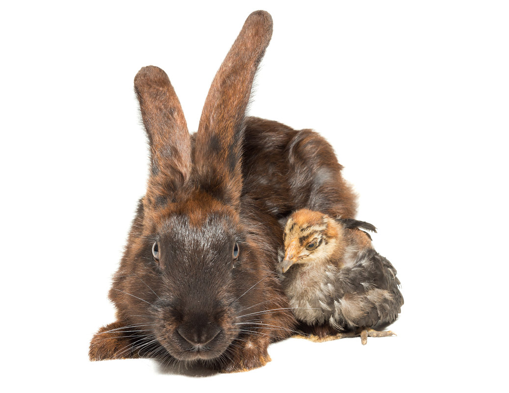 Кролик и цыплёнок - Alex Bush