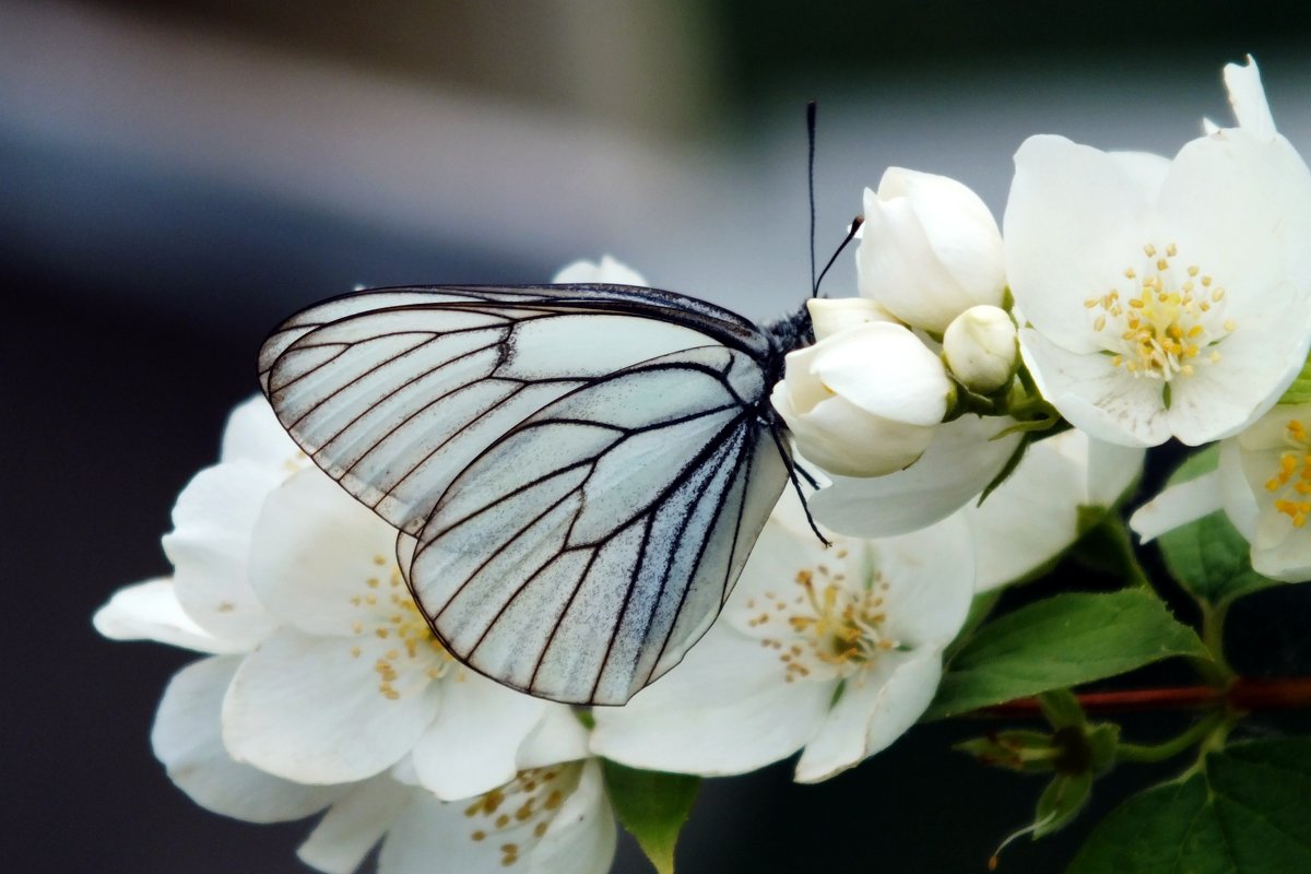 Бабочка - Мария Сердечная
