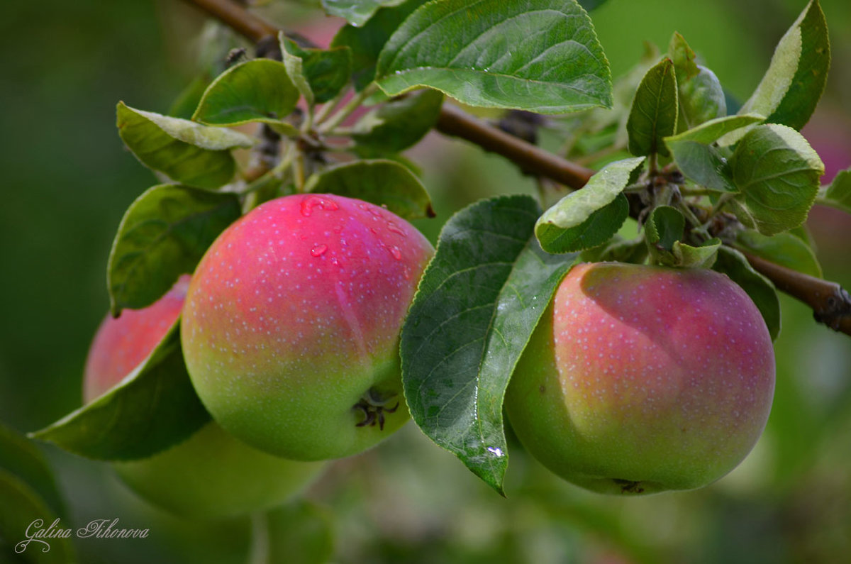 Яблоня домашняя - Malus domestica \'Fiesta\'