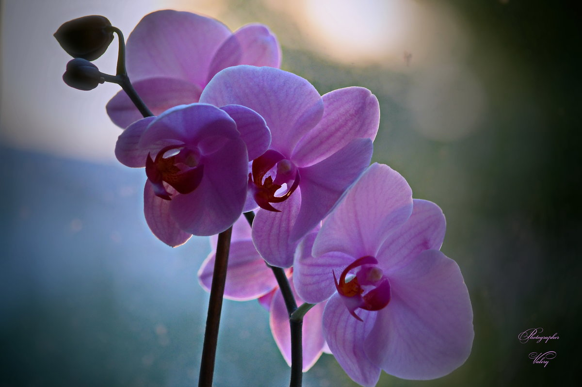 Орхидея на закате - Валерий Лазарев