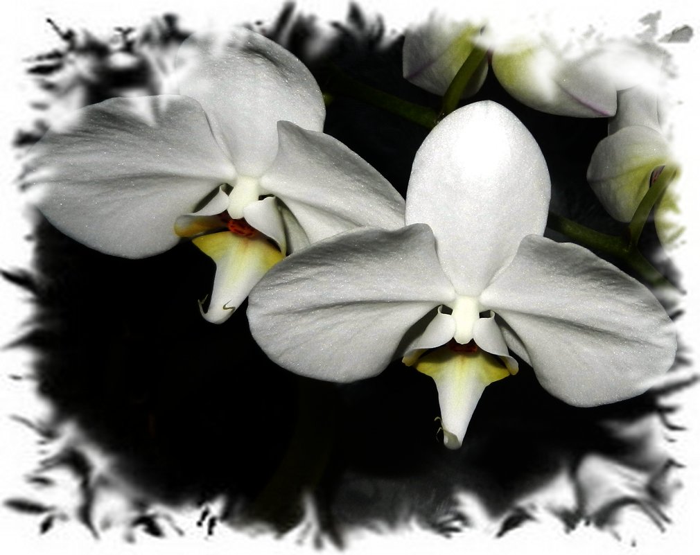 Двое из орхидеи - Ольга 