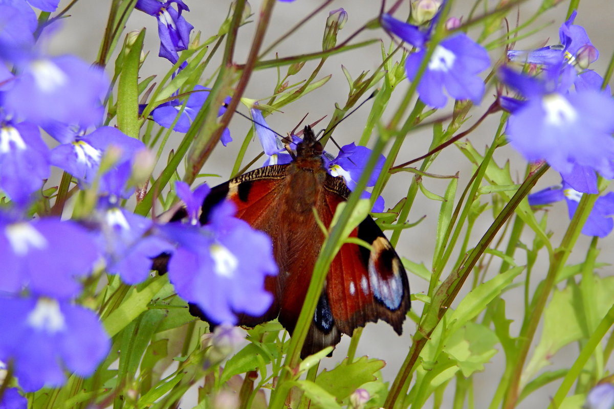 бабочка в цветах - linnud 