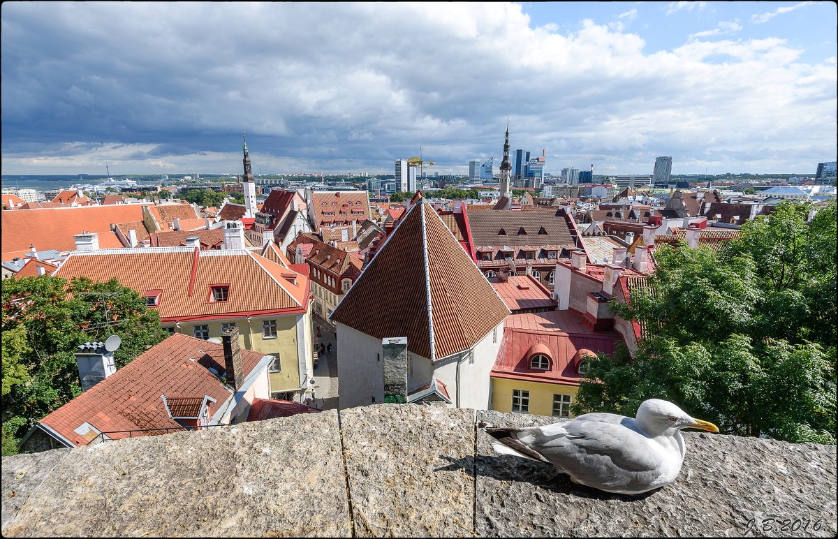 Tallinn, 2016 - Jossif Braschinsky