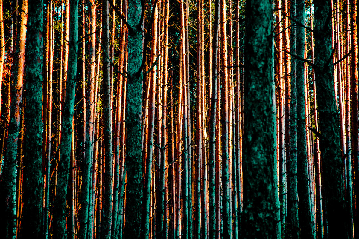 Сосновый лес на рассвете. - Валерий Гудков