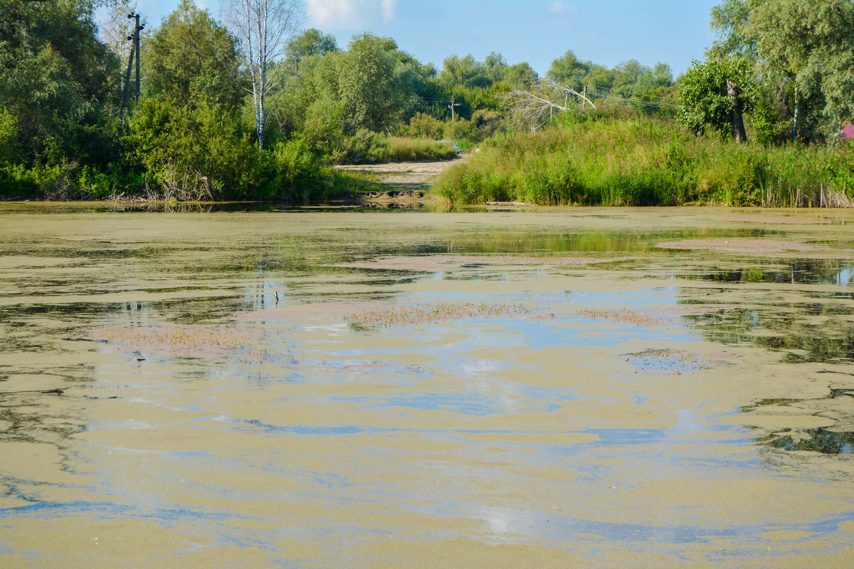 Тина покрыла воду - Света Кондрашова