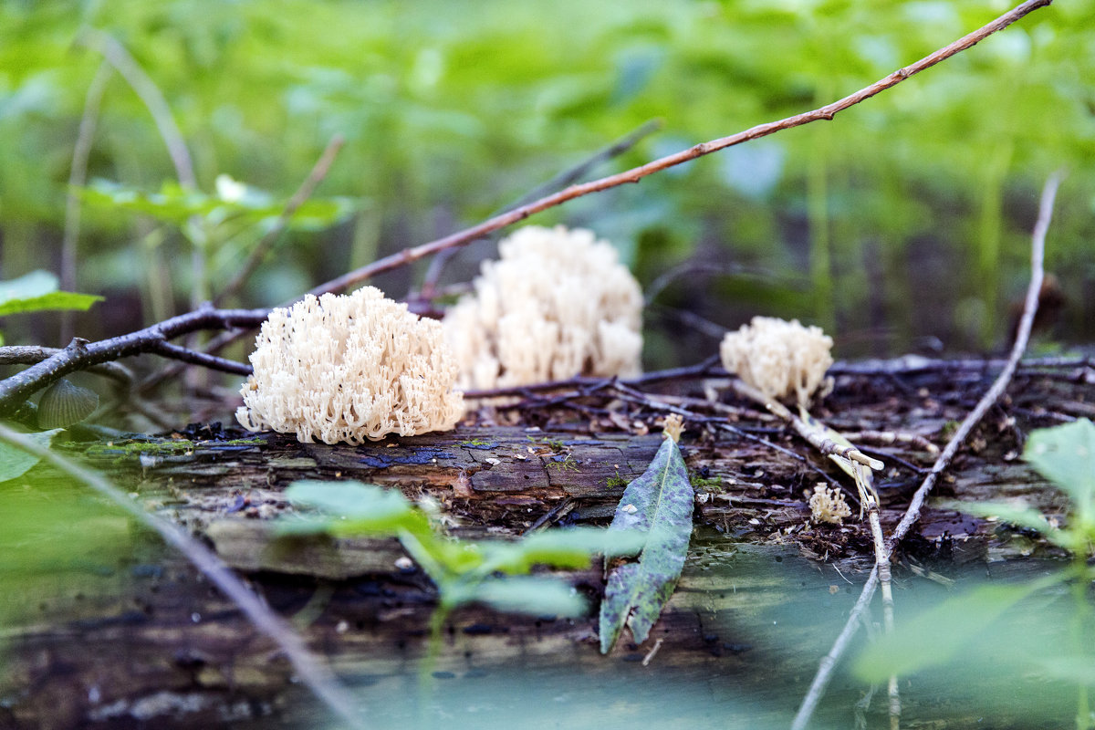 Mushrooms - Sergey Sergaj