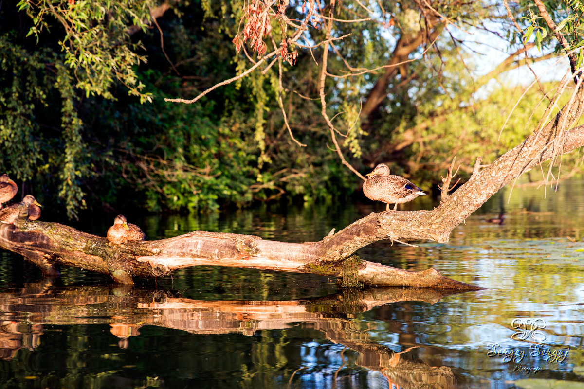 Ducks on the tree - Sergey Sergaj