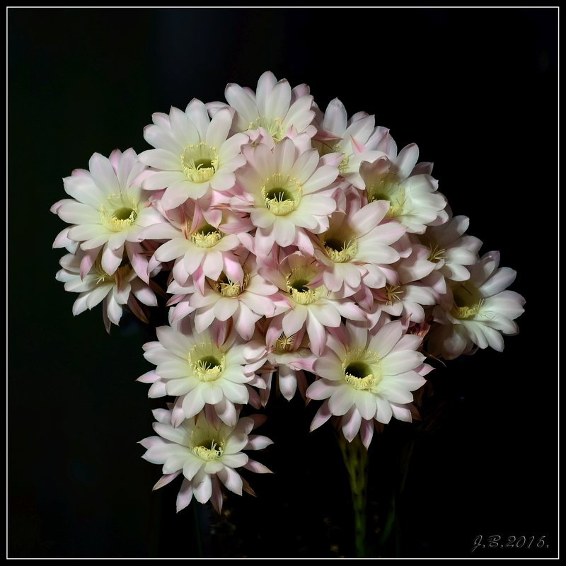 Цветы кактуса.2 - Jossif Braschinsky